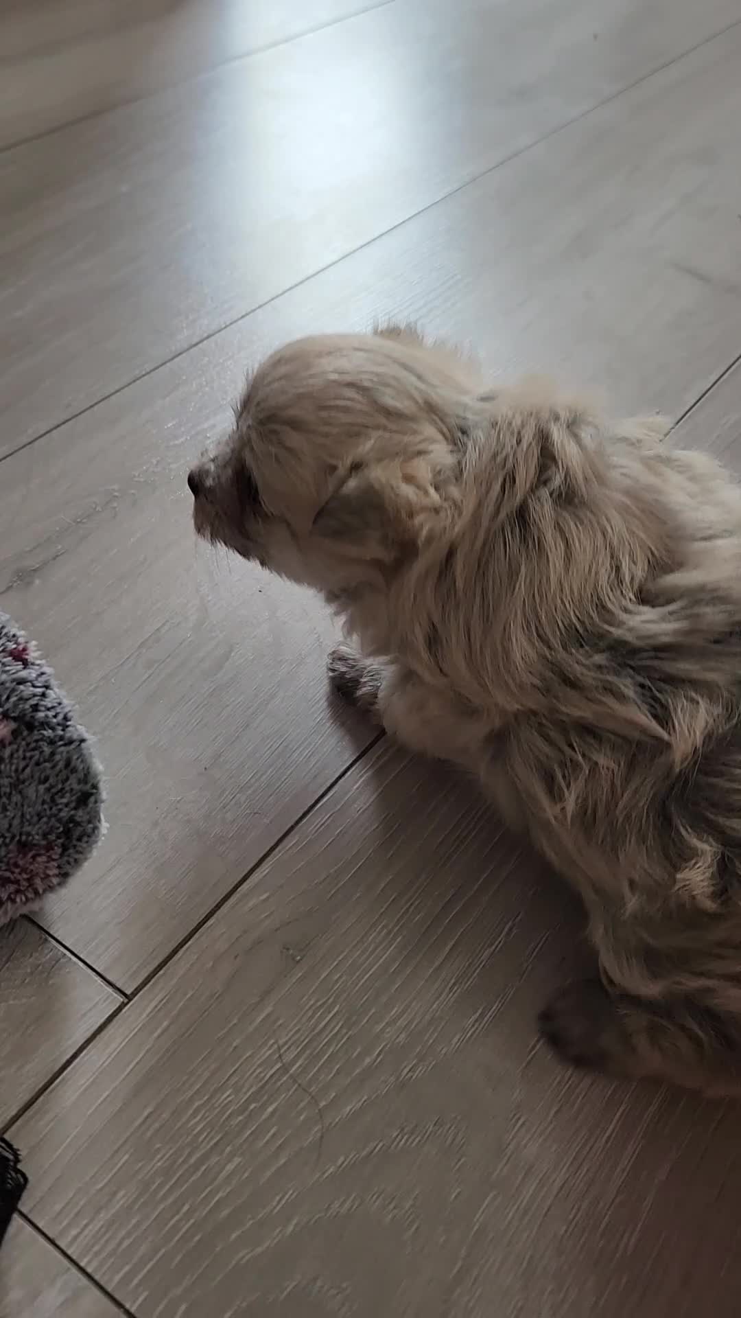 Mixed Breed dogs for sale: Yorkie pom  - Video 1