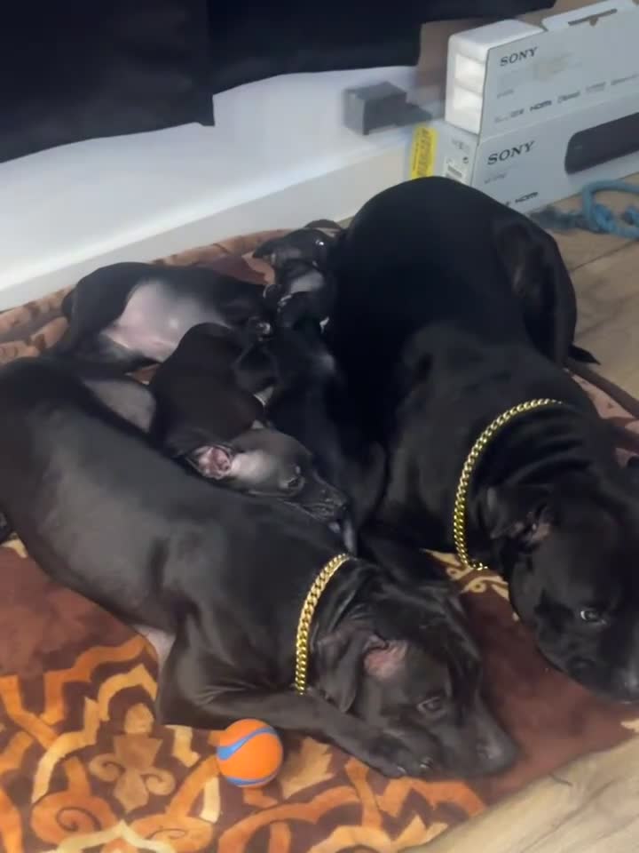 Staffordshire Bull Terrier dogs for sale: Luna’s beautiful litter for sale  - Video 3