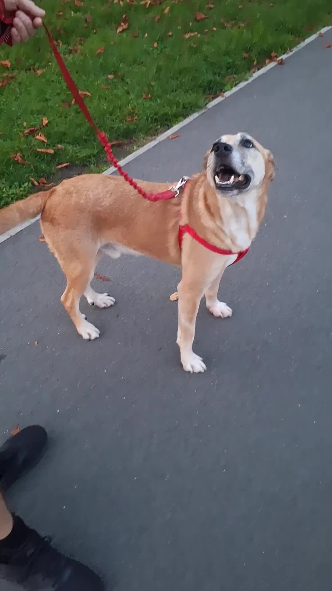 Mixed Breed dogs for sale: Fluffy, golden boy  - Video 2