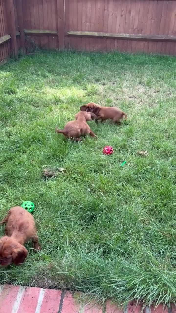 Cavalier King Charles Spaniel dogs for sale: Kc cavalier King Charles spaniel  - Video 1