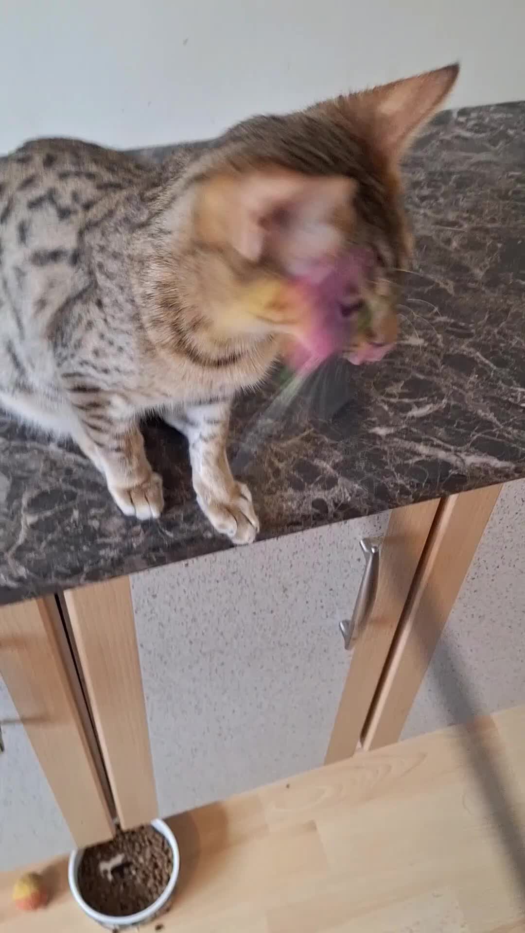 Savannah cats for sale: Savannah TICA SBTF7 HUGH BOY SATURN SPECIAL PET in Mexborough - Video 1