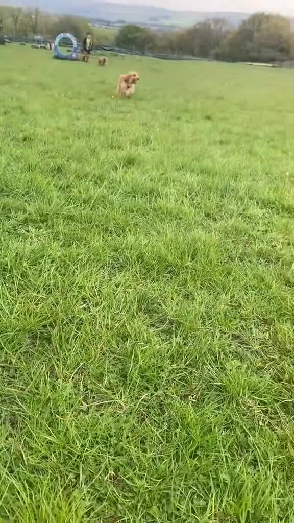 Cocker Spaniel dogs for sale: KC Registered Golden show cocker spaniel in Burnley - Video 2