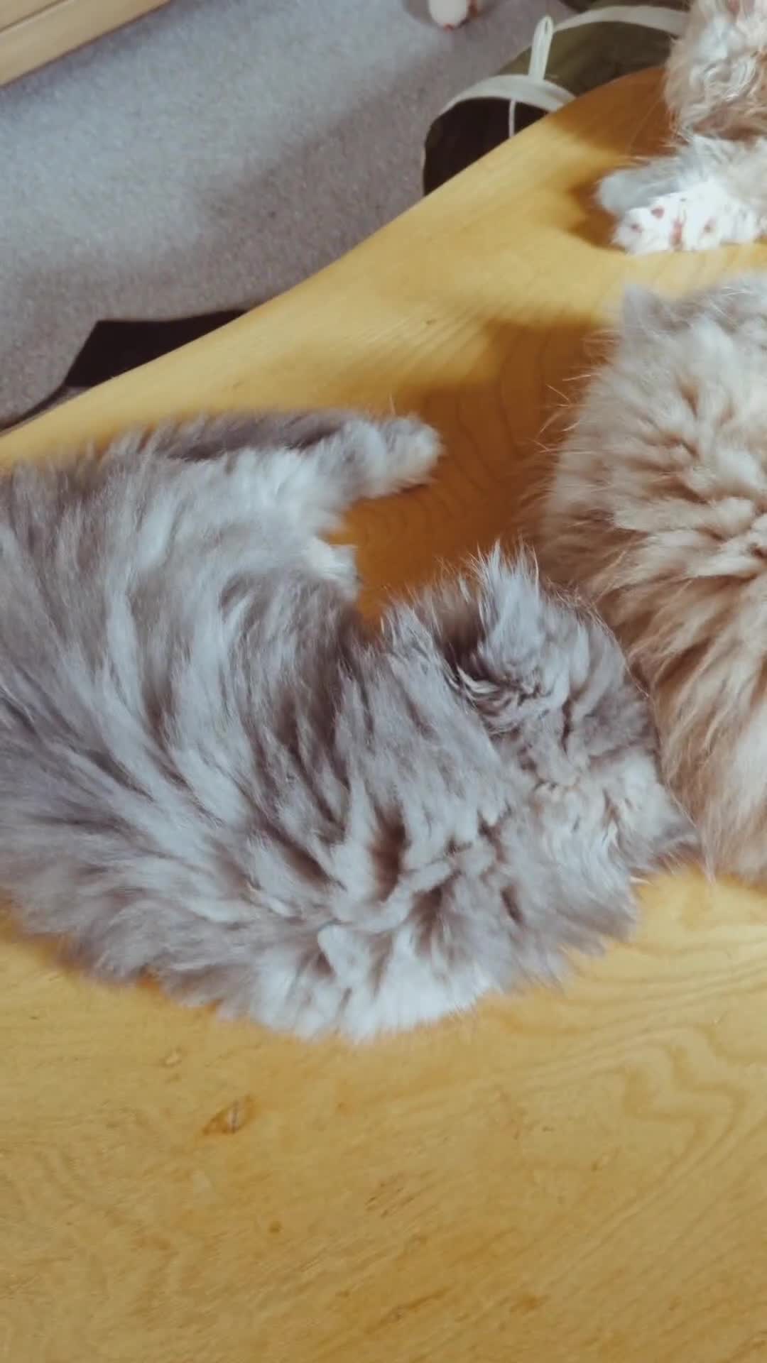 Persian cats for sale: Persian  - Video 1