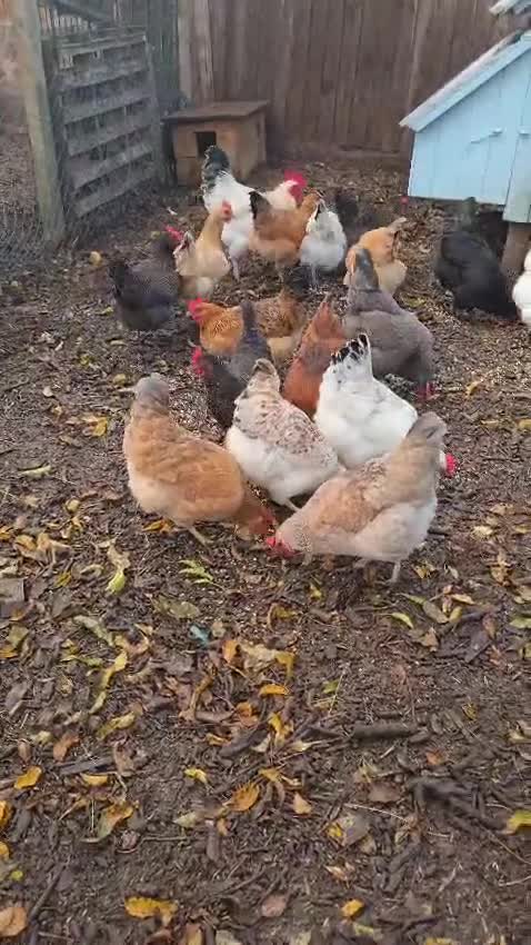 Chickens poultry for sale: Lovely Chickens for Sale –  Just Started Laying - Video 1