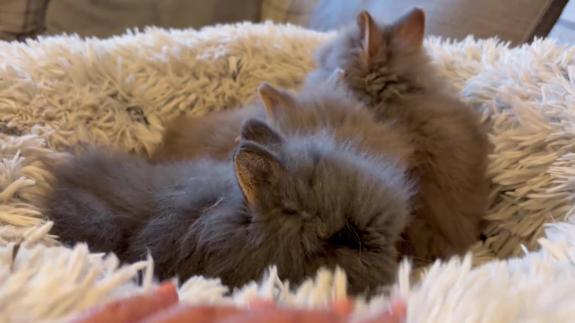 Lionhead rabbits for sale: Double mane lion head baby’s for sale  - Video 2