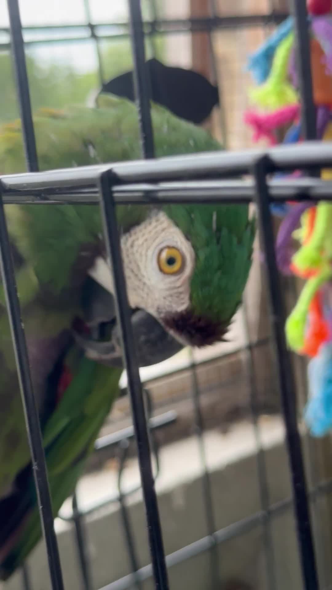 Macaws birds for sale: Chestnut fronted macaw - Video 1
