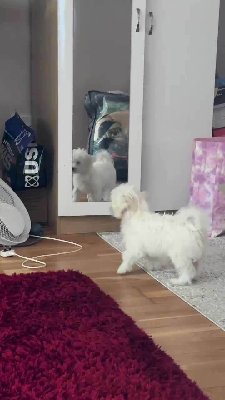 Bichon Frise dogs for sale: Beautiful Bichon boy ready for his forever home.  - Video 2