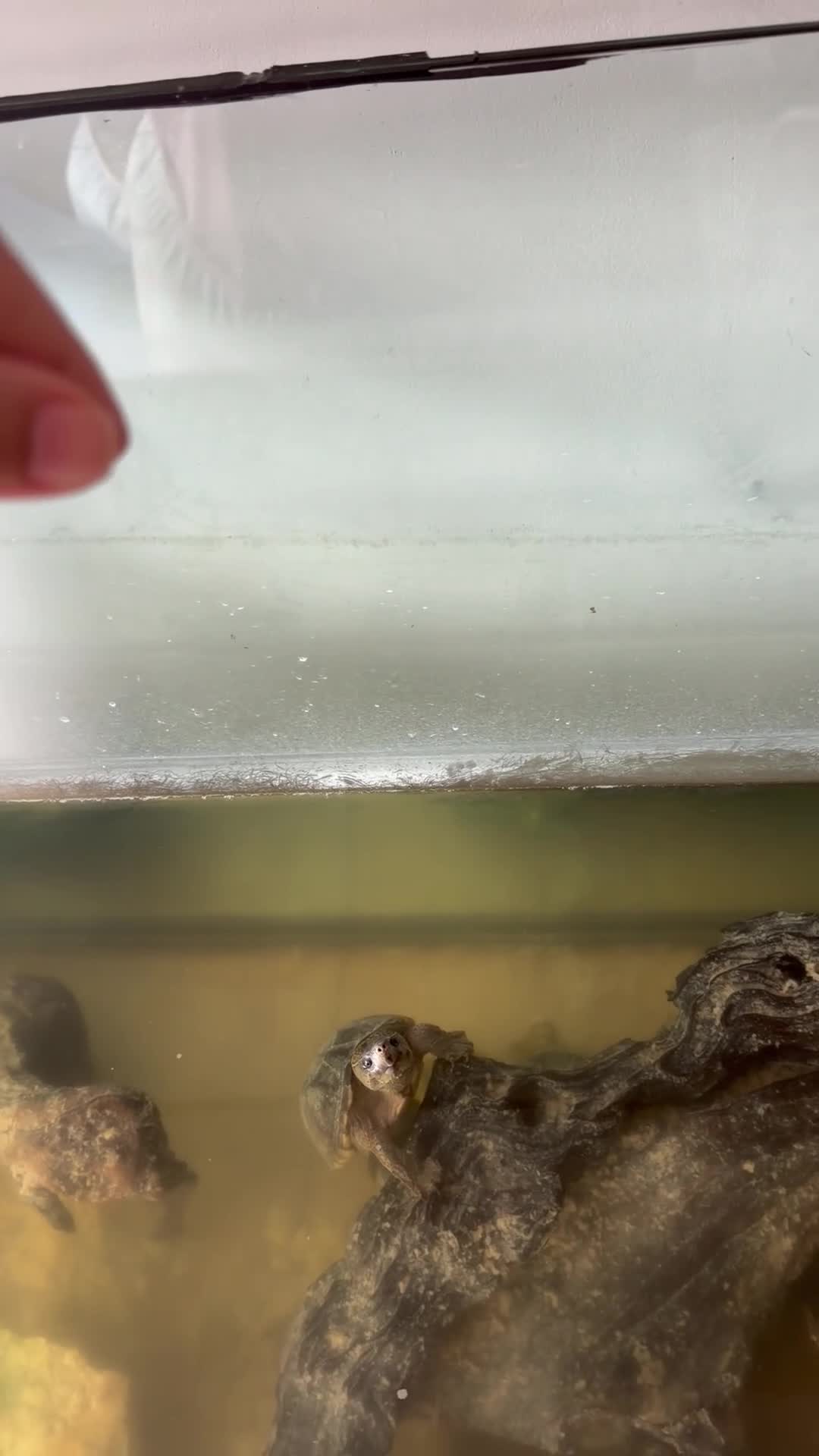 Turtle reptiles for sale: Two musk turtles with full setup and stand for 250 in Cheadle - Video 2