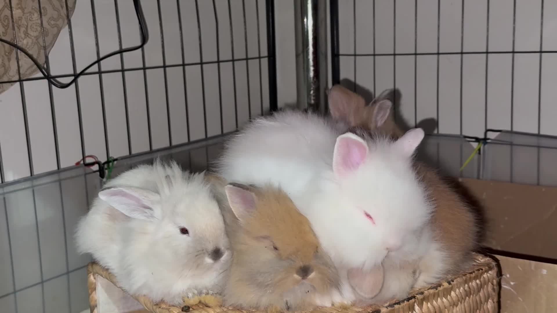 Lionhead rabbits for sale: Double Maned super Fluffy Lionheads READY NOW 🥳 - Video 2
