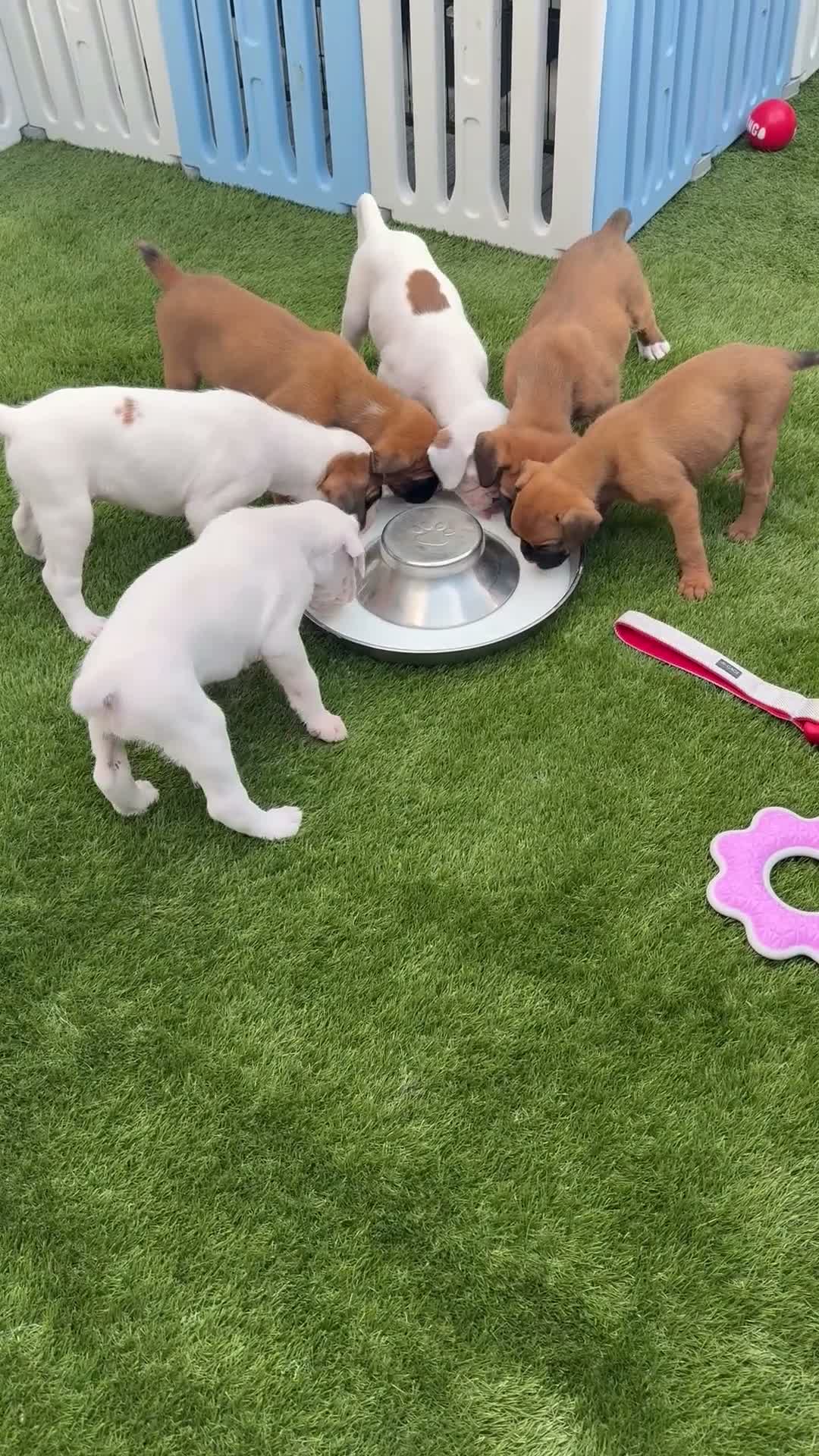 Boxer dogs for sale: Boxers - Video 2