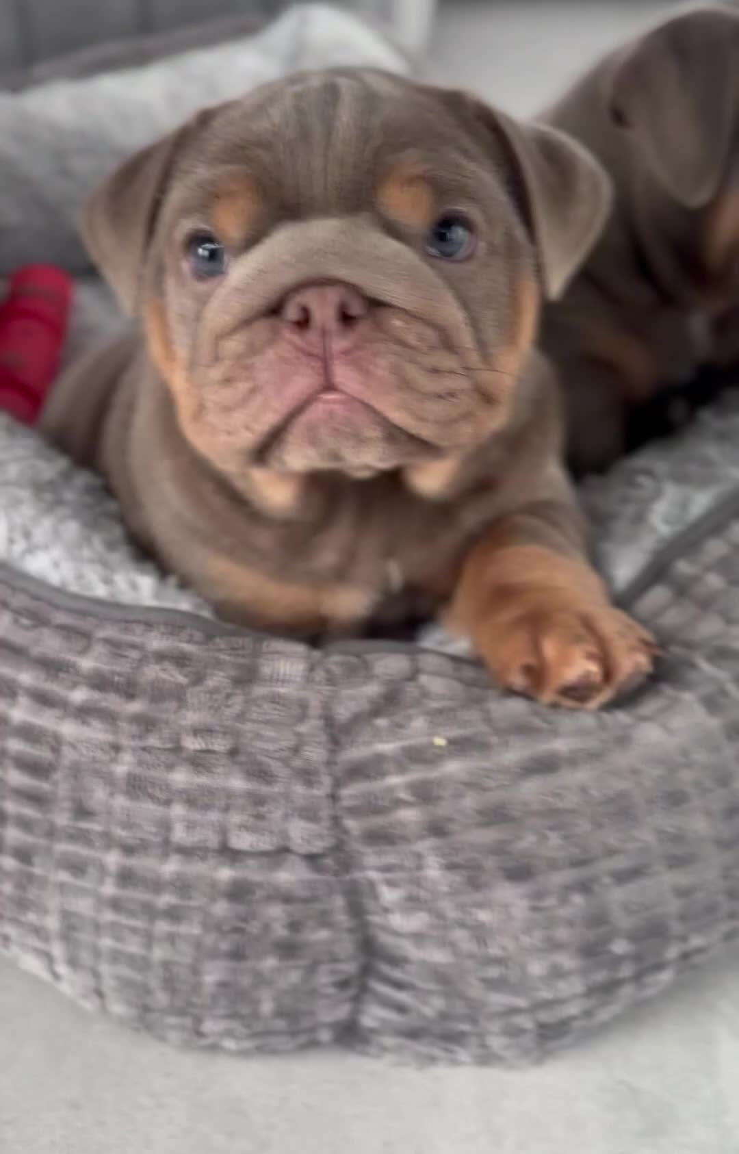 English Bulldog dogs for sale: Kc registered British bulldog puppies lilac & tan in Liverpool - Video 1