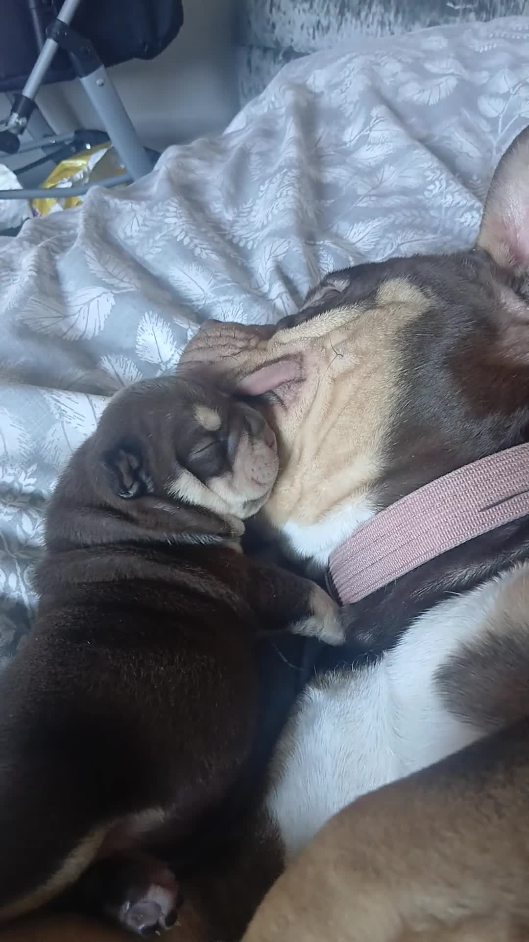 American Bully dogs for sale: ABKC best bloodline Ready to go Pocket Bully  - Video 3