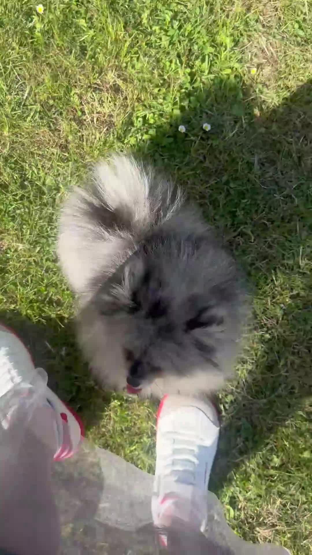 Pomeranian dogs for sale: Tiny calm boy - neutered  - Video 2