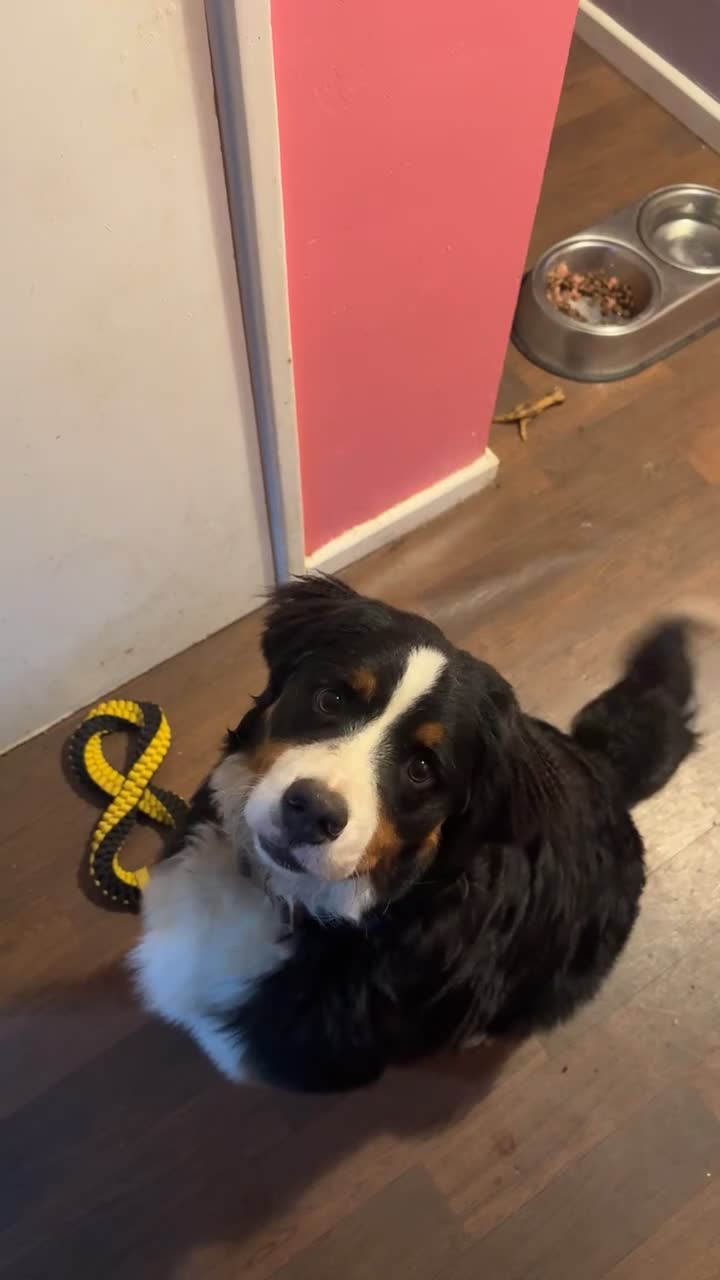 Bernese Mountain Dog dogs for sale: Bernese Mountain dog Puppy – Looking for Home - Video 1