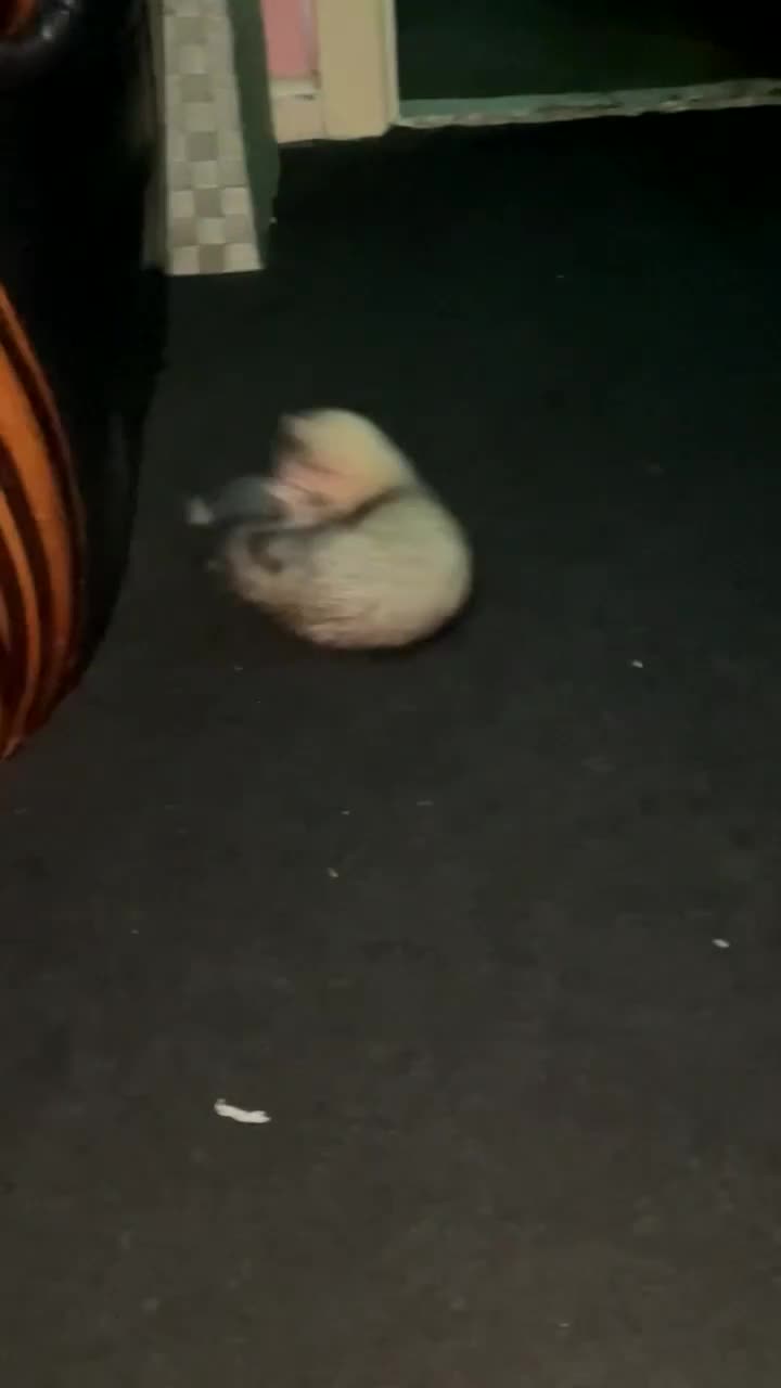 Ferret rodents for sale: Dorris the ferret - Video 2