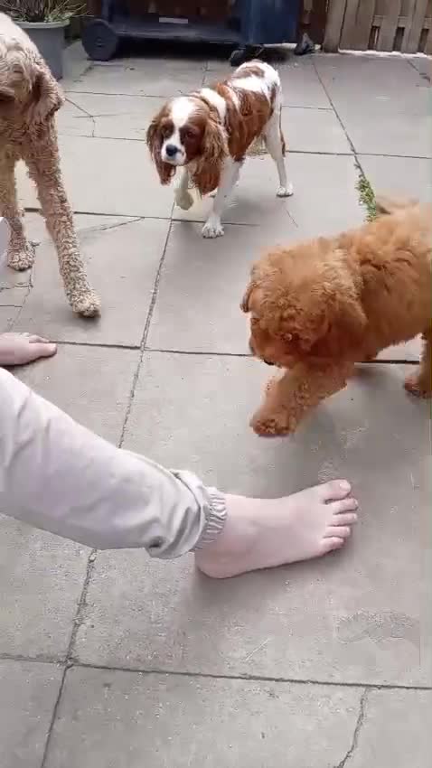 Labradoodle dogs for sale: Miniature Boy Labradoodle Puppies – Ready to Leave - Video 1