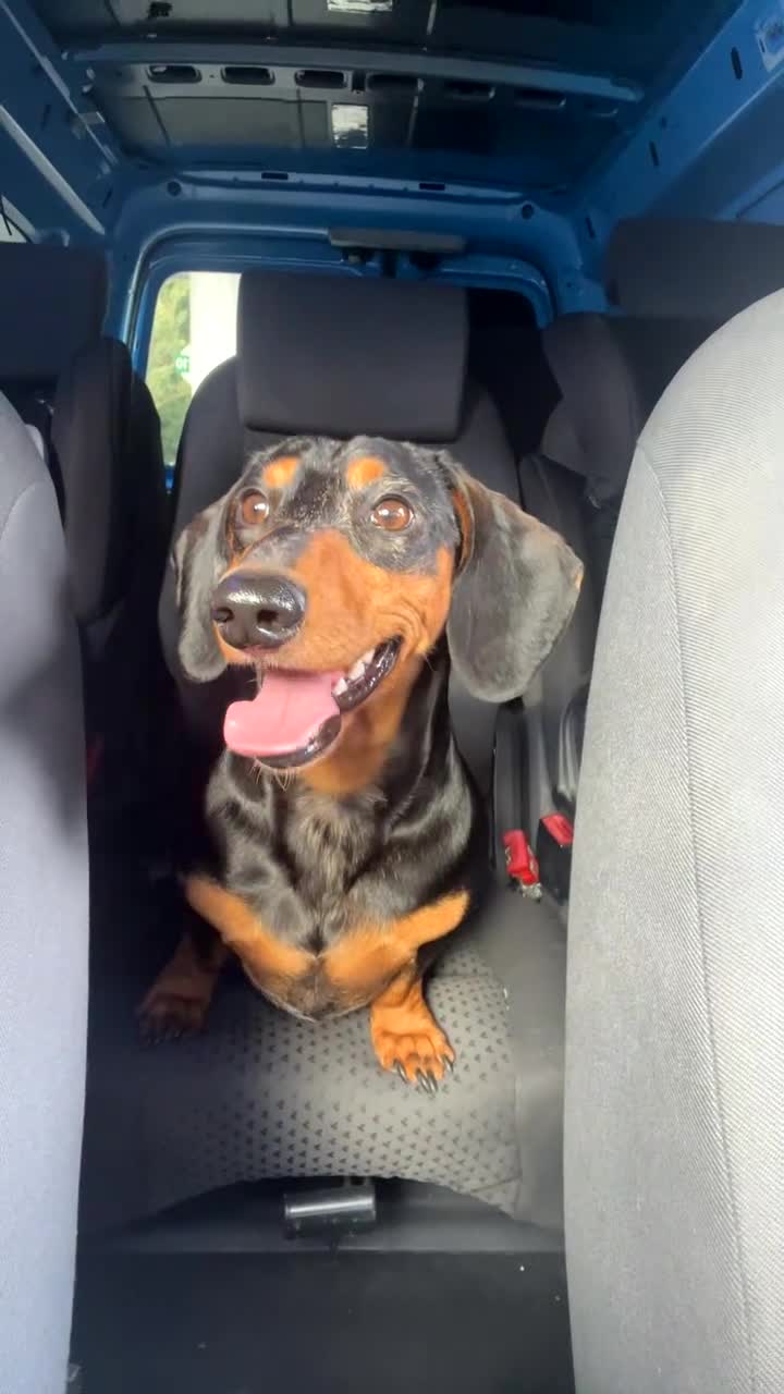 Dachshund dogs for stud: Dapple Dachshund STUD 3 years old - Video 1