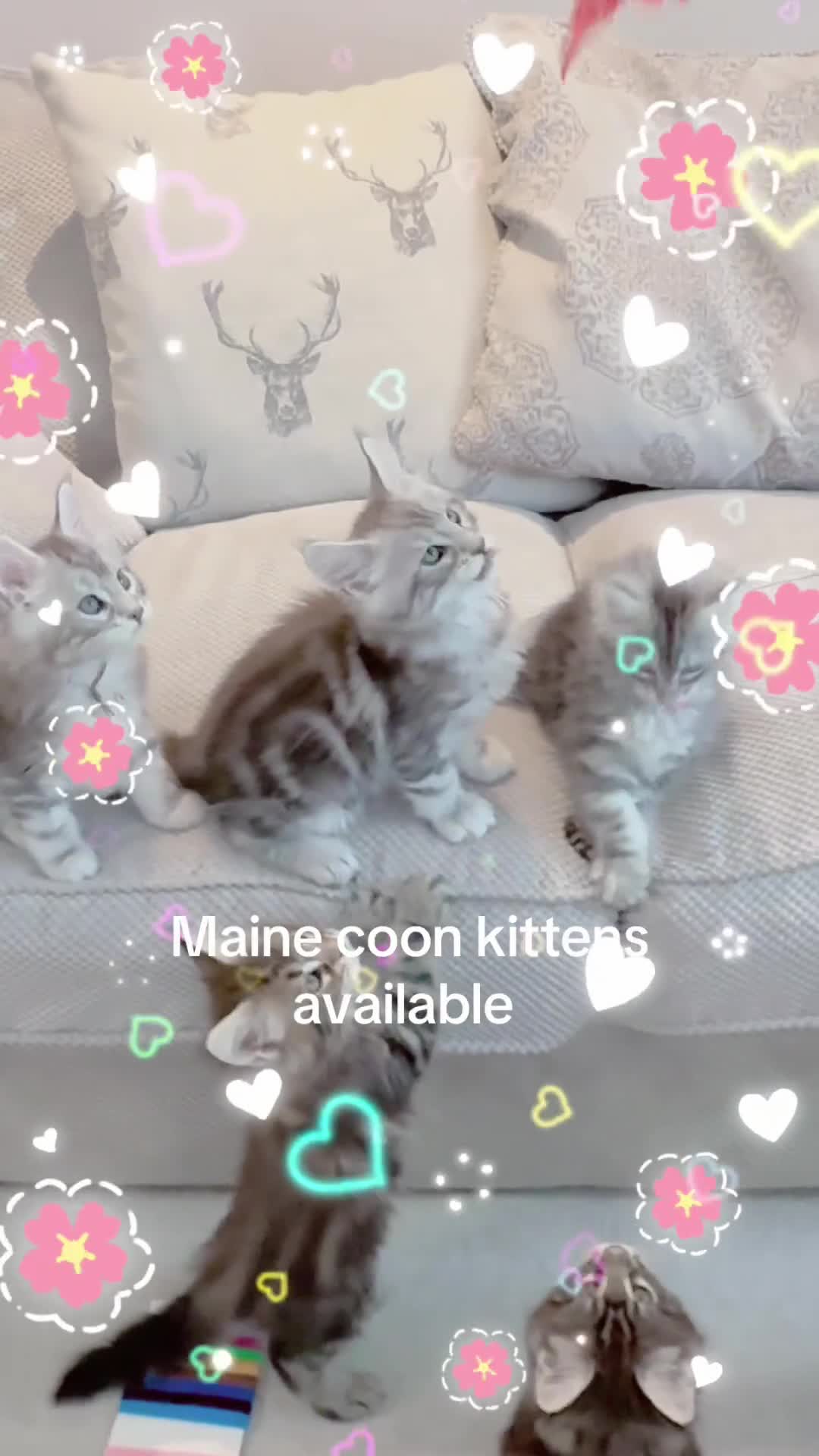 Maine Coon cats for sale: WE MAY SELL ACTIVE Top quality Maine coon kittens - Video 5