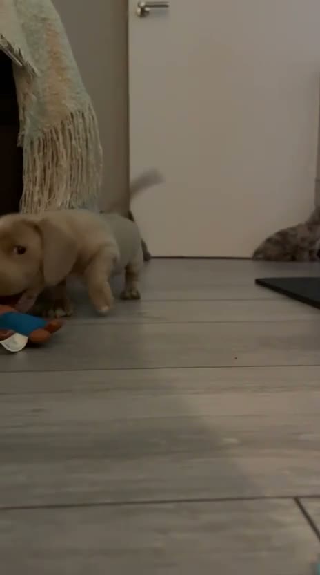 Miniature Dachshund dogs for sale: Miniature Dachund pups  - Video 1