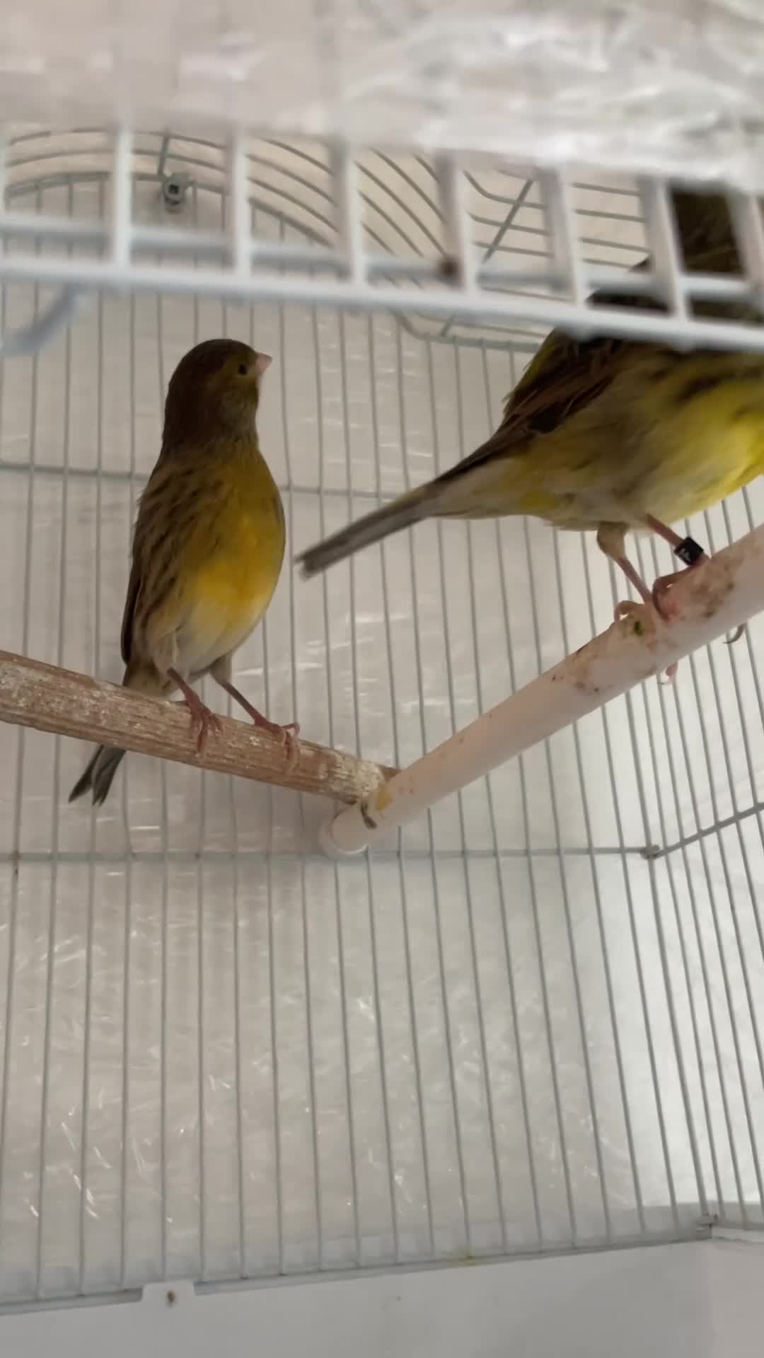 Canaries birds for sale: 2 beautiful canaries for sale - Video 1