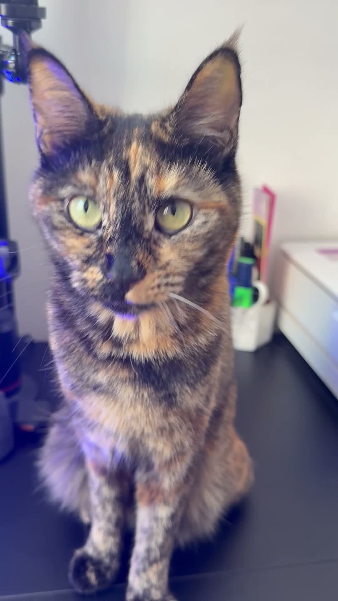 Domestic Shorthair cats for sale: 🐾♥️Meet Chocolate, Our Beautiful, Sweet Girl!♥️🐾 - Video 2