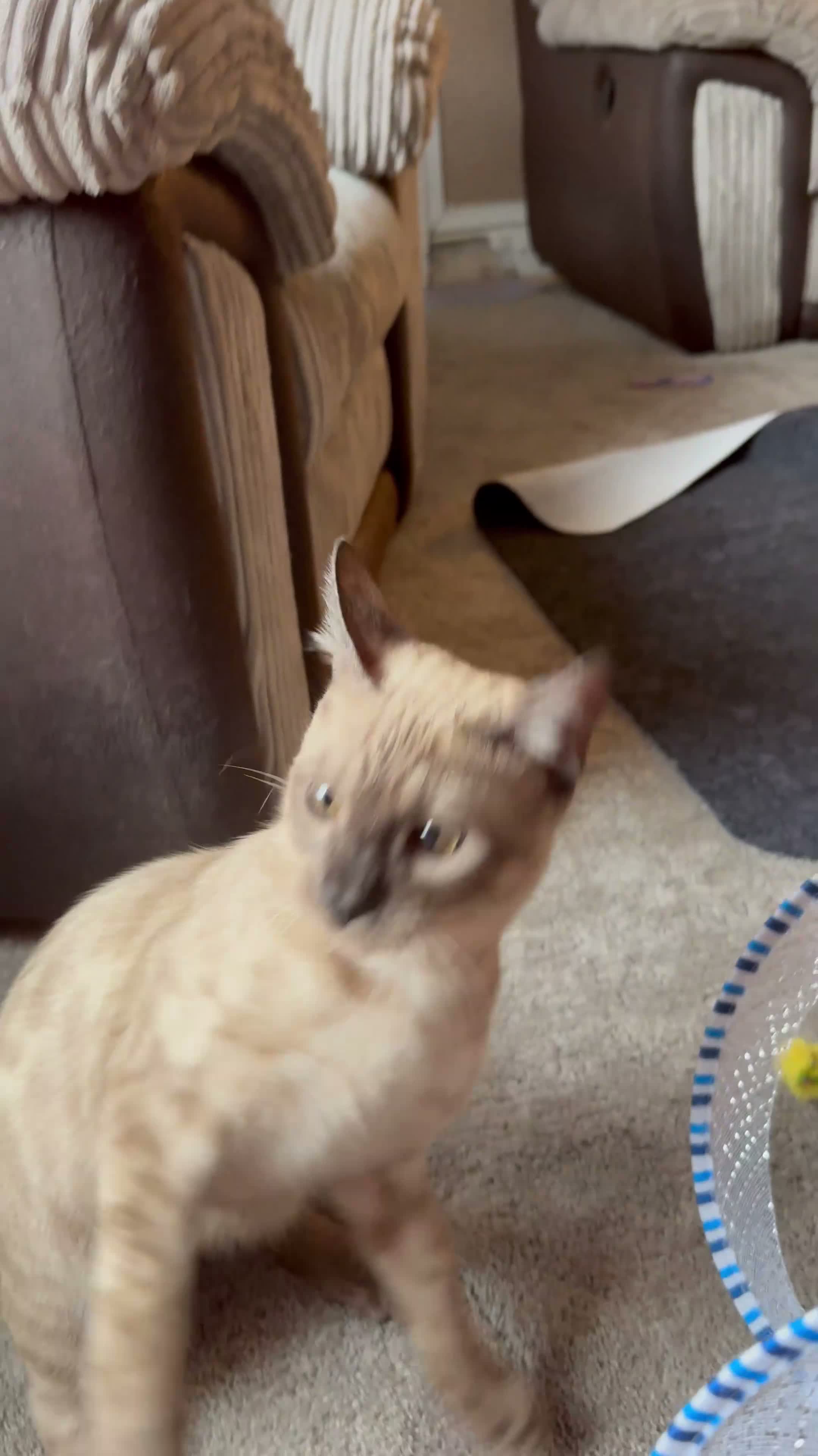 Bengal cats for sale: Seal Solid Silver Mink Bengal TICA registered  - Video 2