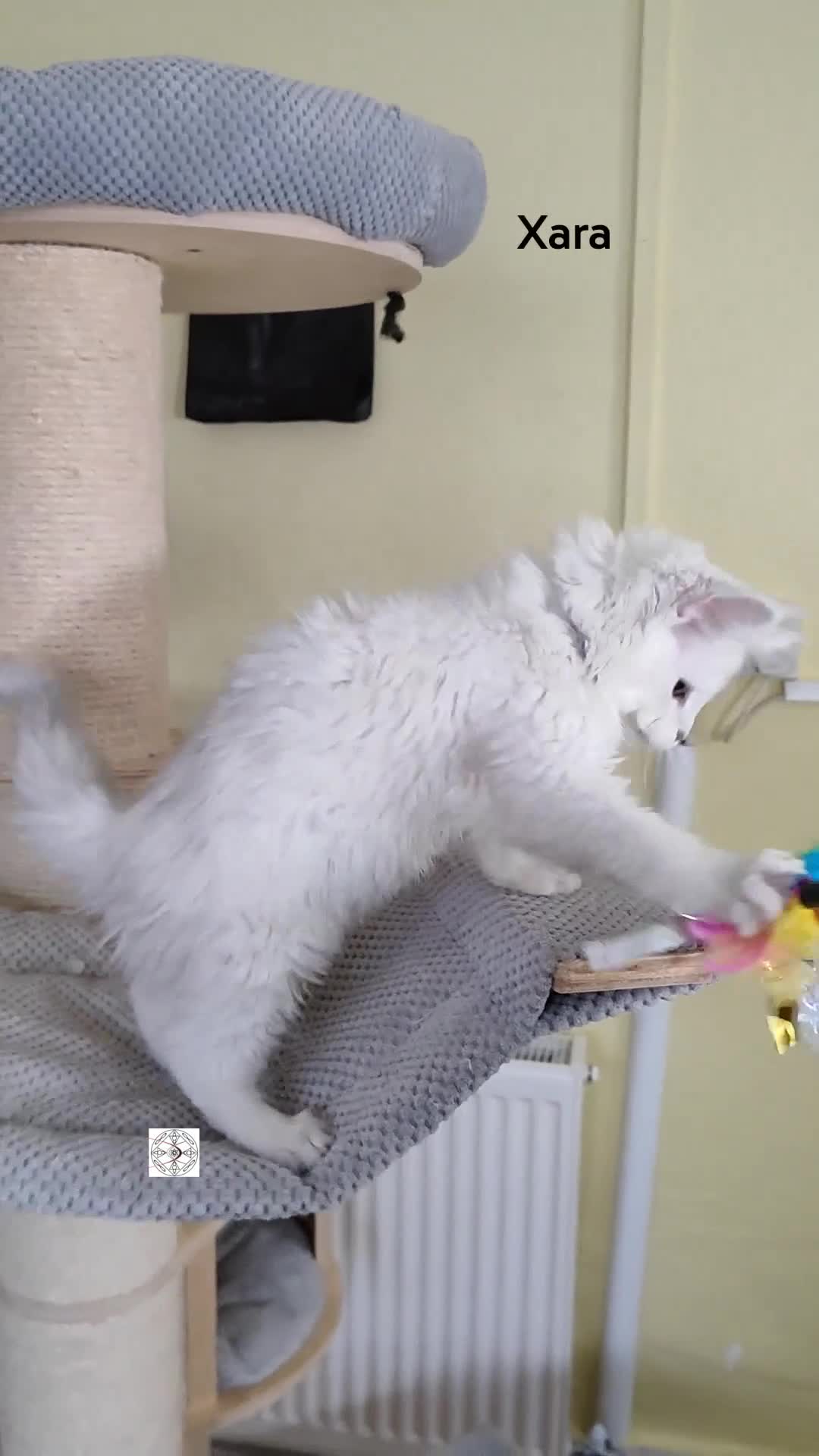 Maine Coon cats for sale: Unique maine coon kittens ❤️ ONLY PET ‼️ - Video 1