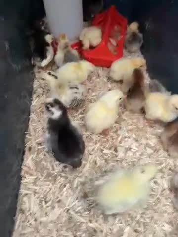Chickens poultry for sale: Bantam chick  - Video 1