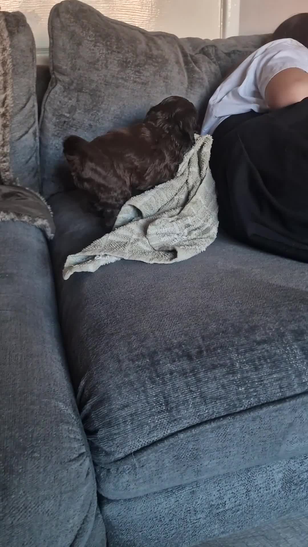 Cockapoo dogs for sale: Stunning cockerpoos - Video 1