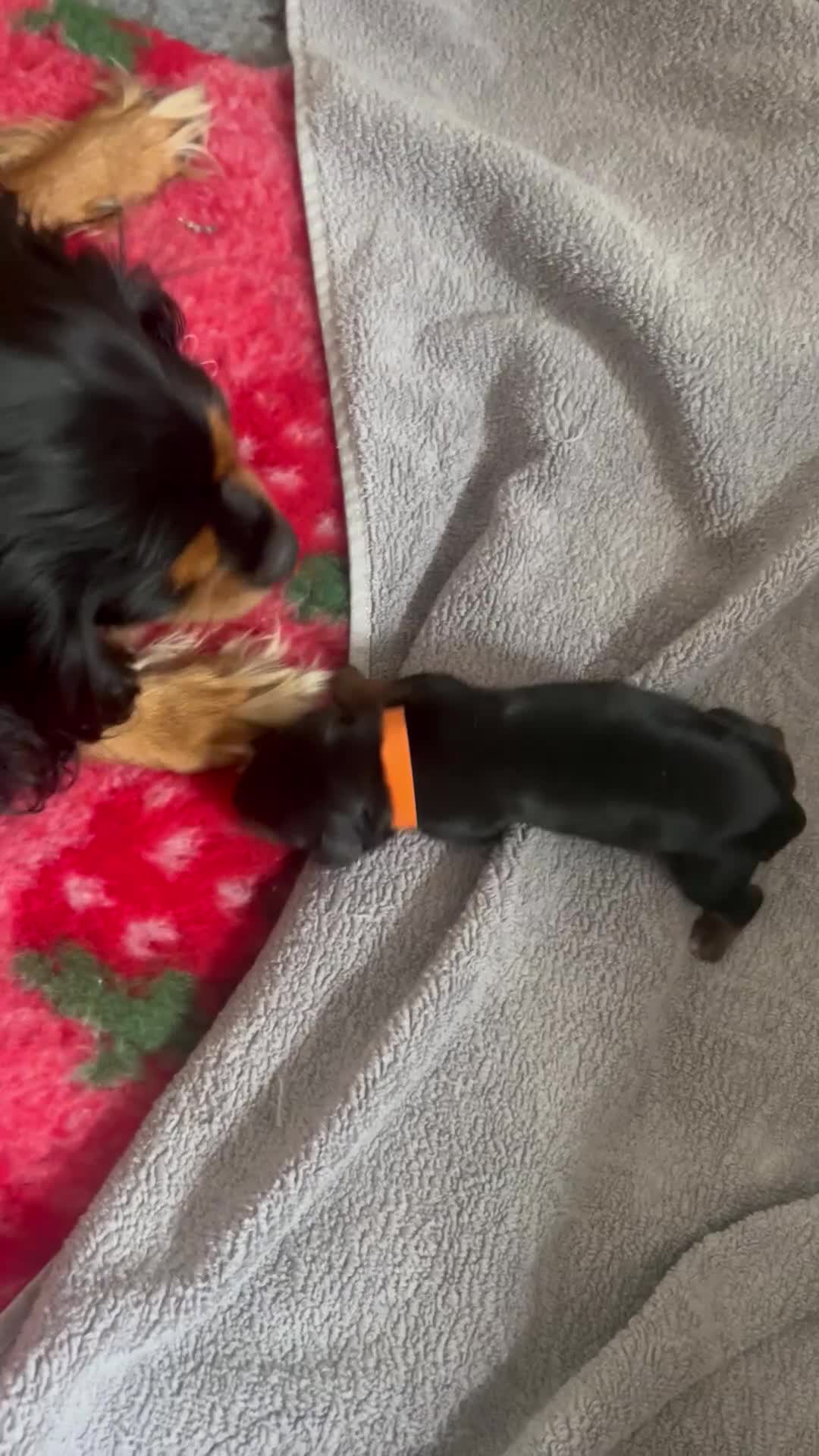 Cavalier King Charles Spaniel dogs for sale: Adorable Cavalier King Charles Spaniel - Video 2