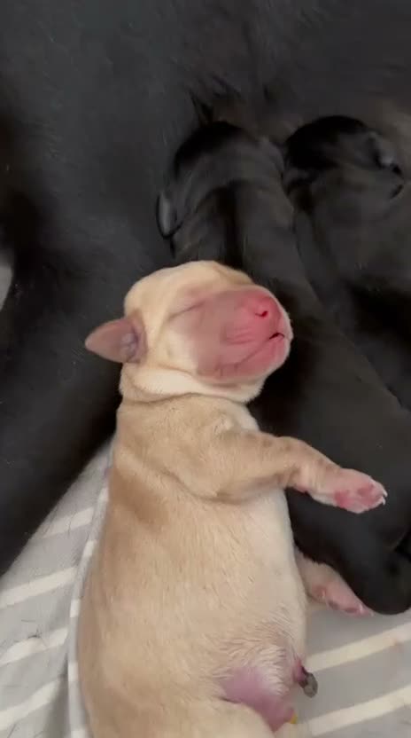 Labrador Retriever dogs for sale: KC Reg Labrador Pups-Exceptional Working Pedigree in Horsham - Video 2