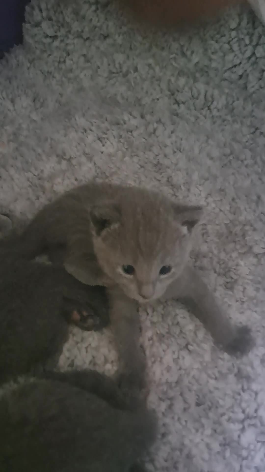 Russian Blue cats for sale: TICA 5* Pedigree Russian Blue Kittens - Video 3