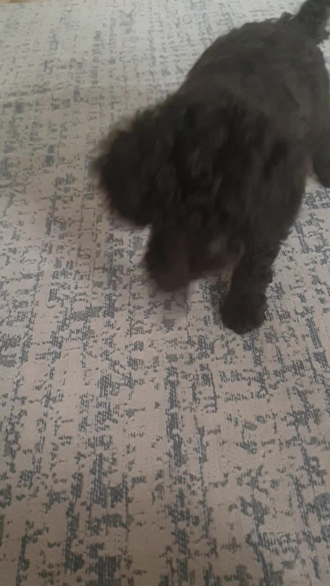 Jackapoo dogs for sale: Chocolate Jackapoo Female F1B - Video 2