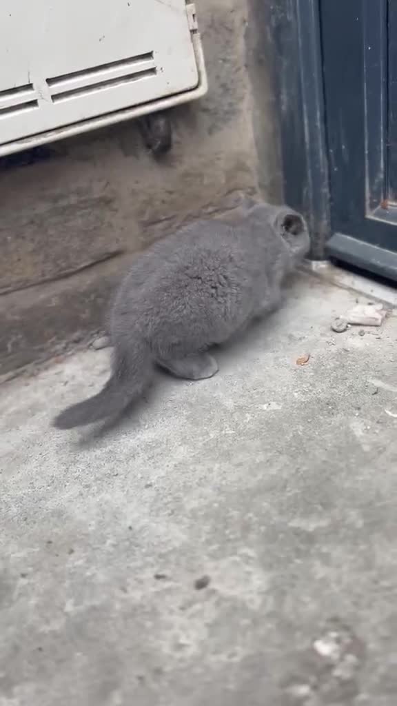 British Shorthair cats for sale: Beautiful British Shorthair Kittens in Bradford - Video 4