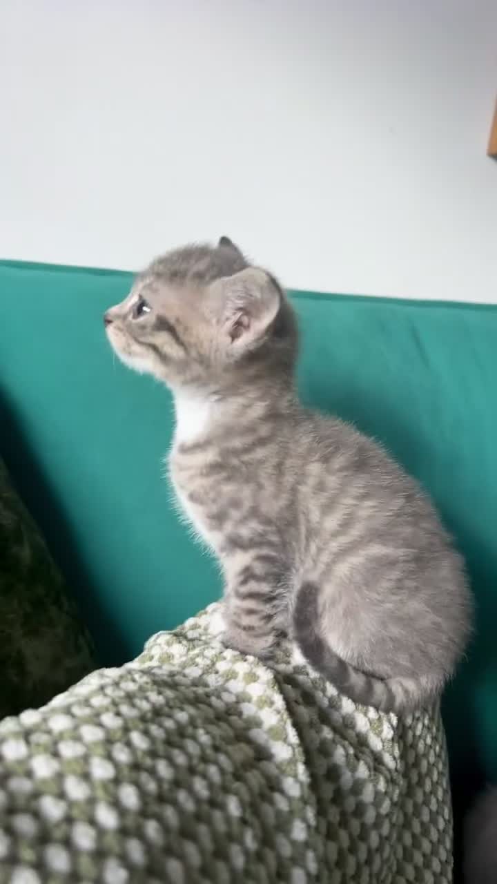 Mixed Breed cats for sale: Cutest tiny silver & gray tabby kittens - Video 1