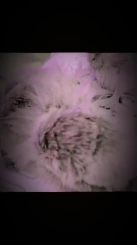 Persian cats for sale: Blue Persian Cat for Loving Home - Video 1