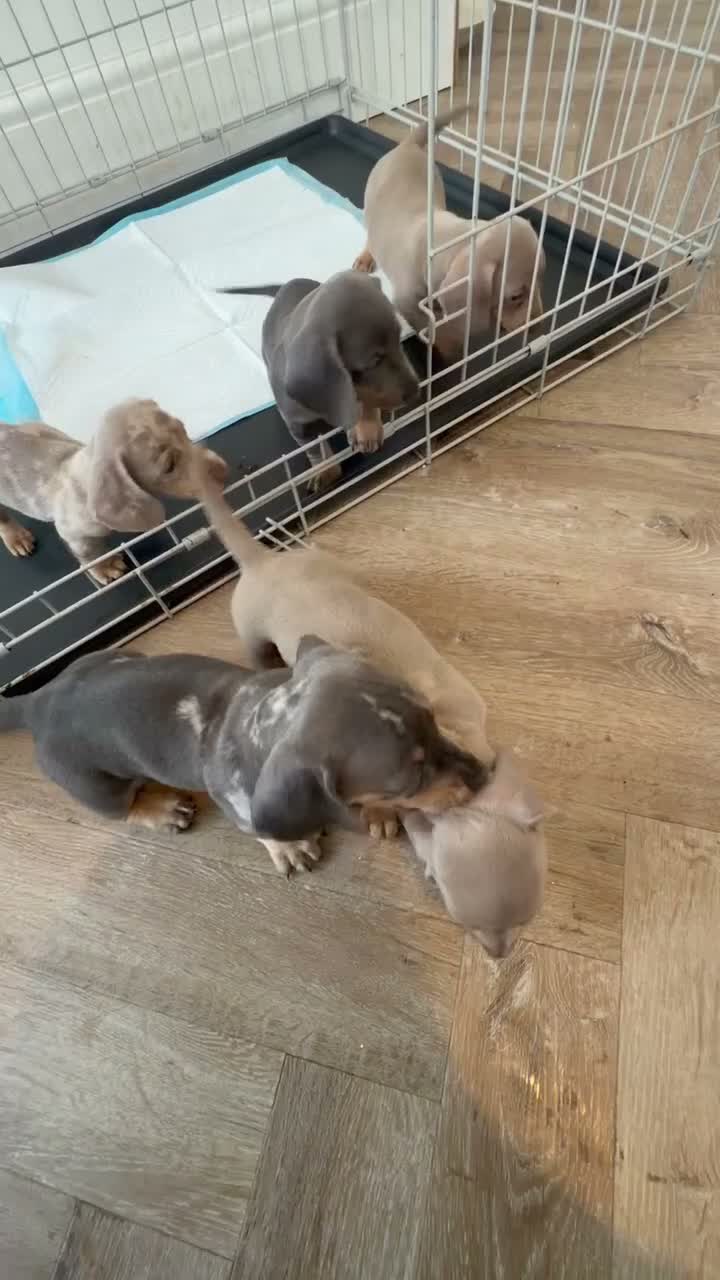 Dachshund dogs for sale: Miniture Dashcuand For Sale  - Video 1