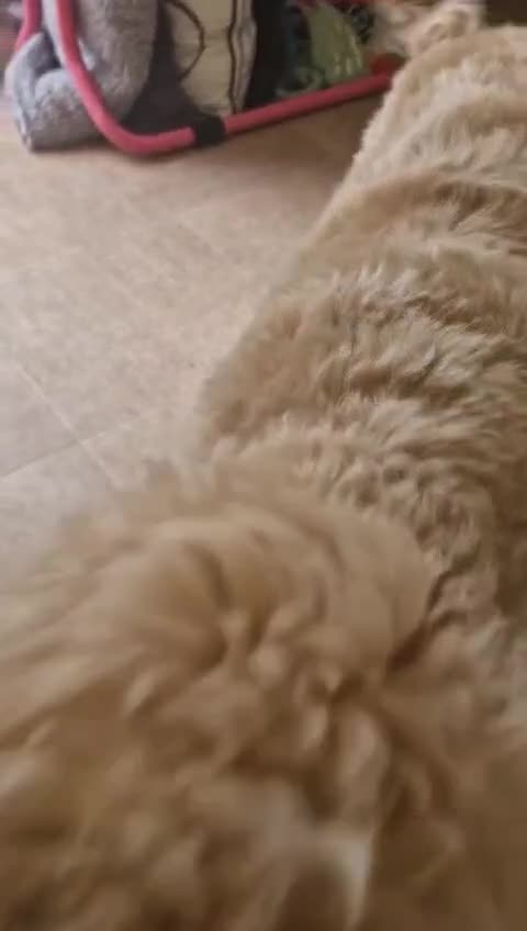Cavapoo dogs for sale: Ready now reduced Adorable litter of F1B cavapoos  - Video 1