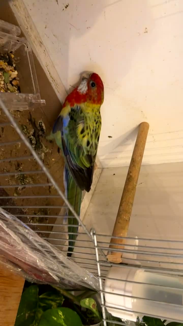Parakeets birds for sale: Eastern Rosella in Wigan - Video 2