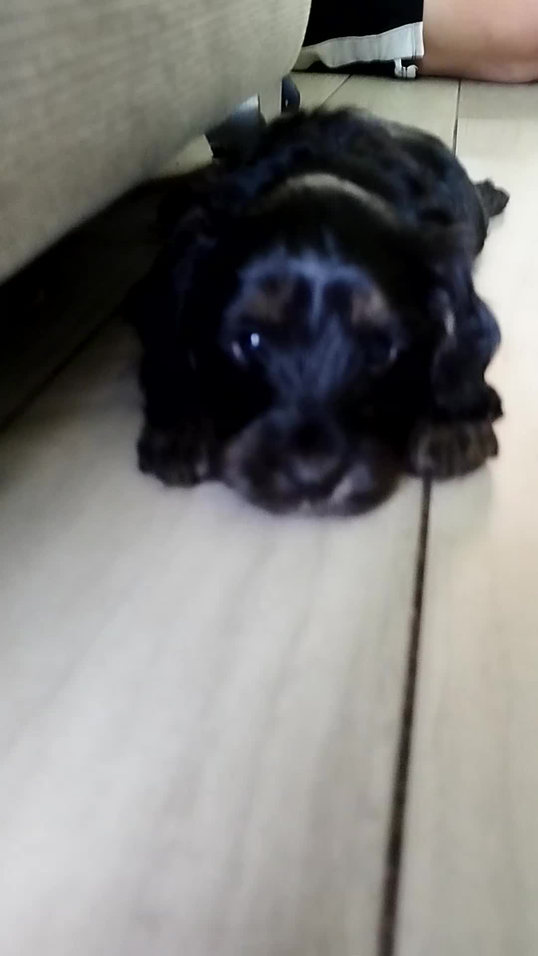 Cockapoo dogs for sale: Stunning cockapoo puppies  - Video 3