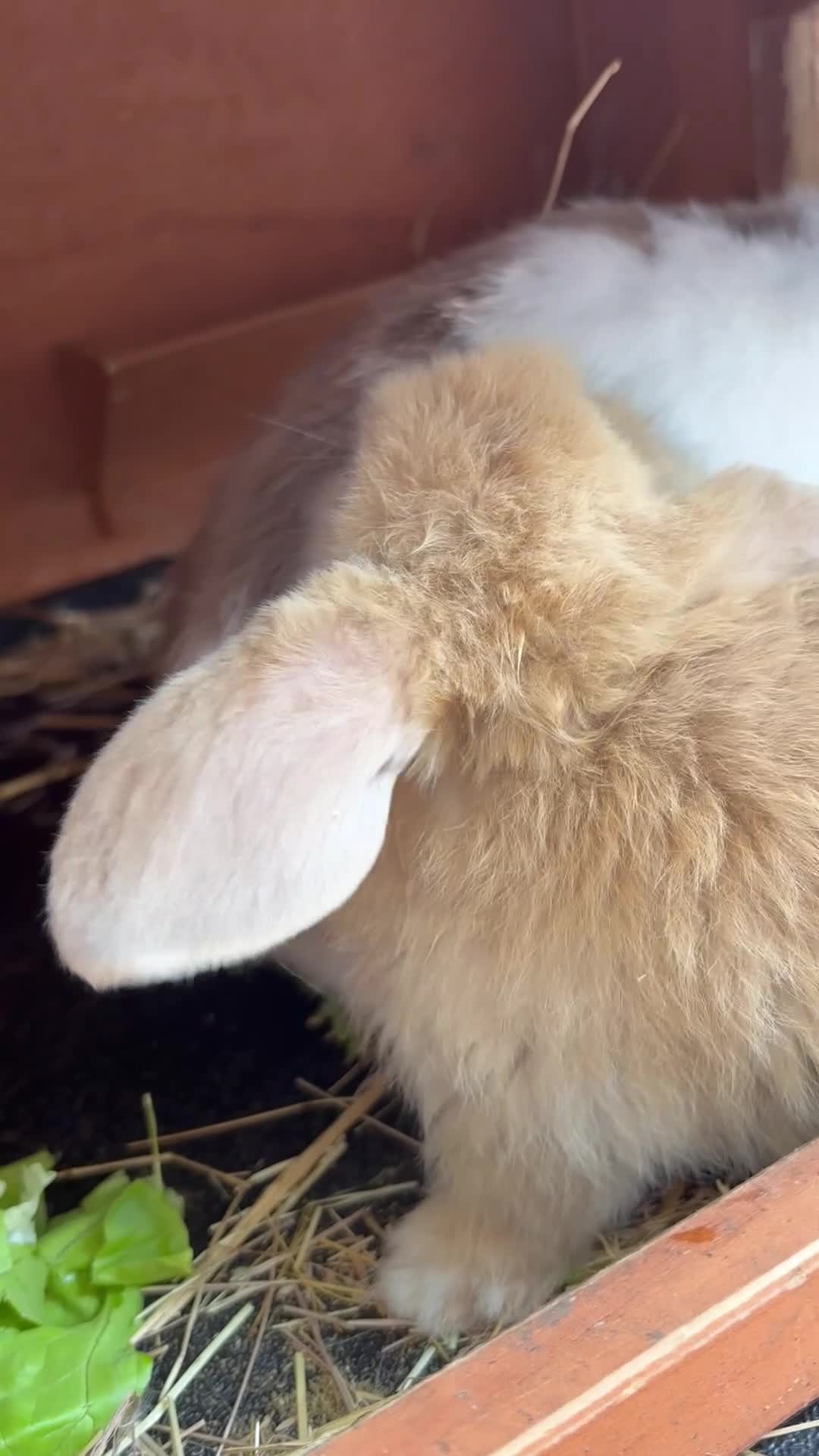 Mini Lop rabbits for sale: Beautiful Mini Lop - Video 1
