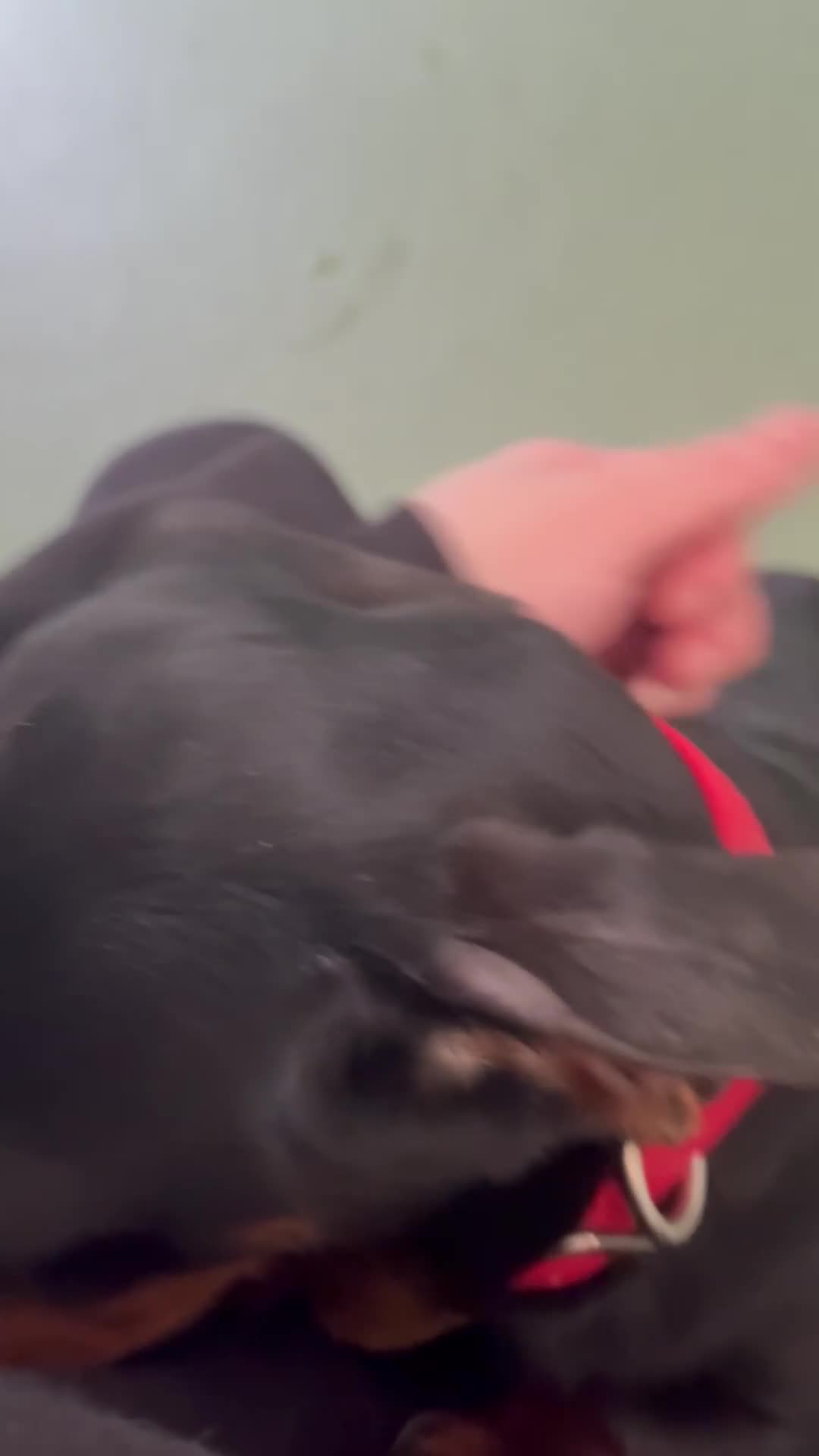Miniature Dachshund dogs for sale: 1 year old mini dachshund  - Video 1