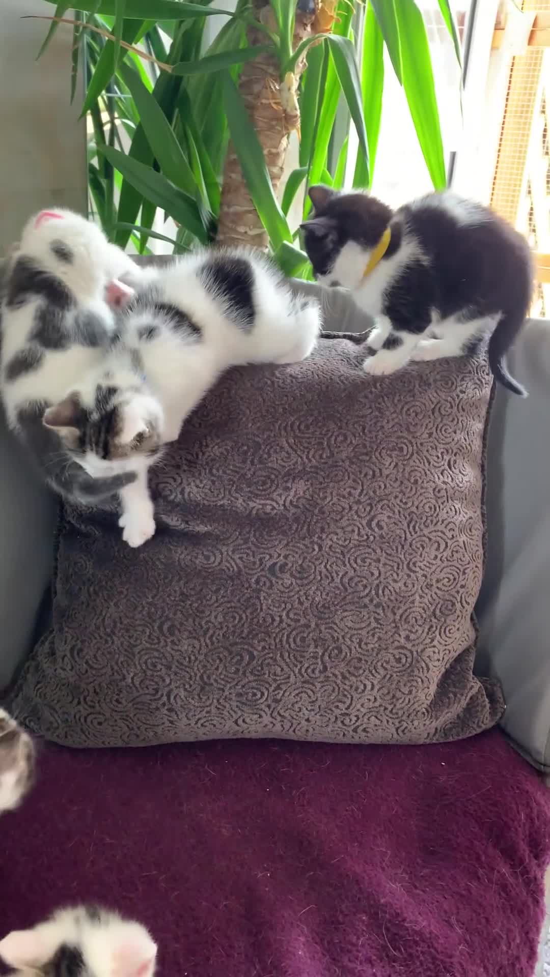 Mixed Breed cats for sale: Mixed breed Kittens  - Video 3