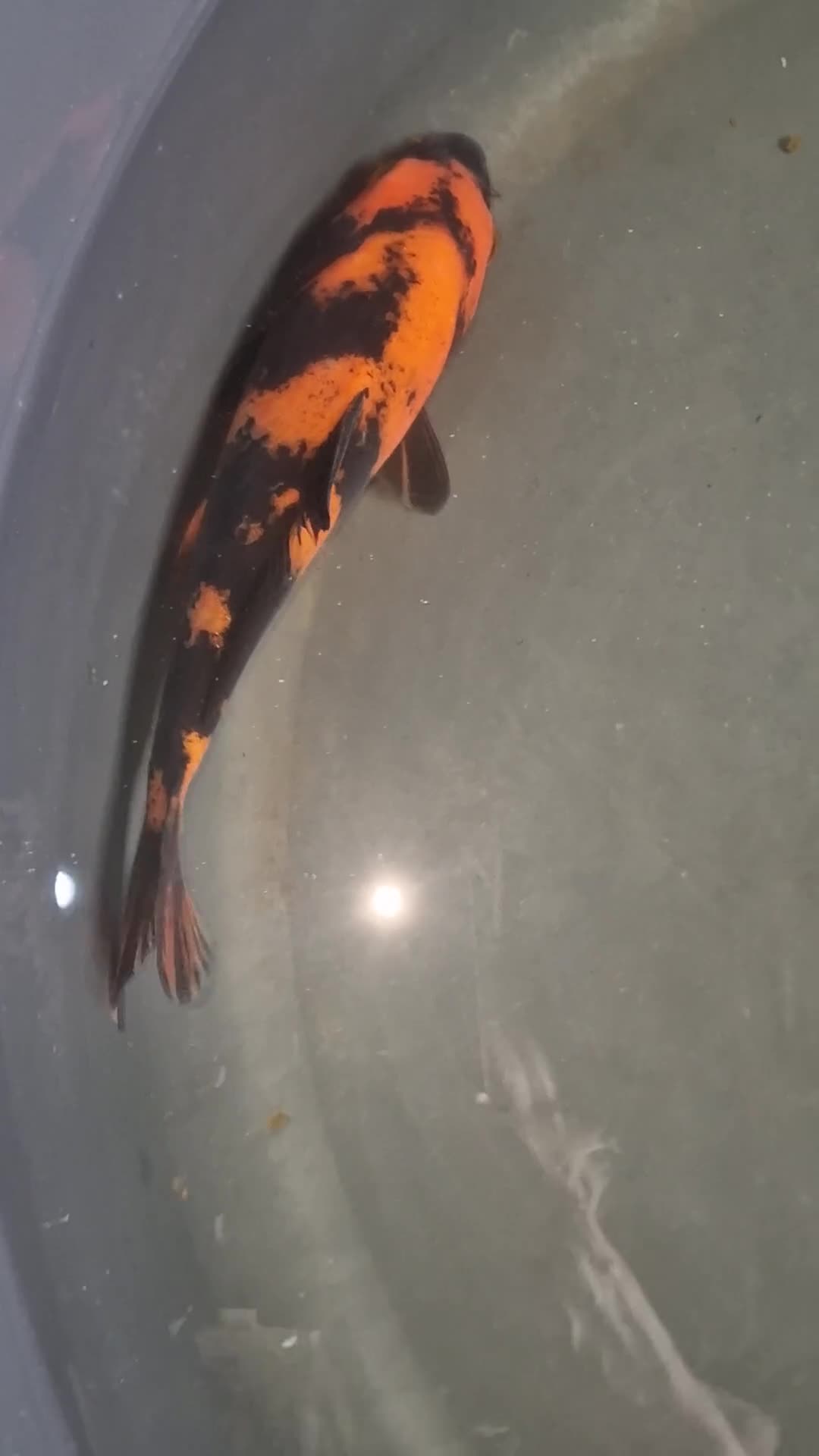 Koi Carp fish for sale: Koi for sale - Video 1