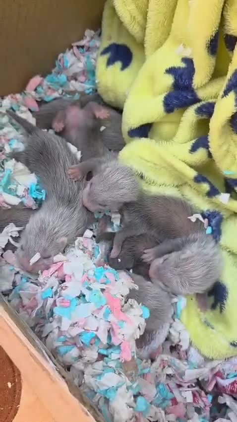 Ferret rodents for sale: Ferrets for sale  - Video 1