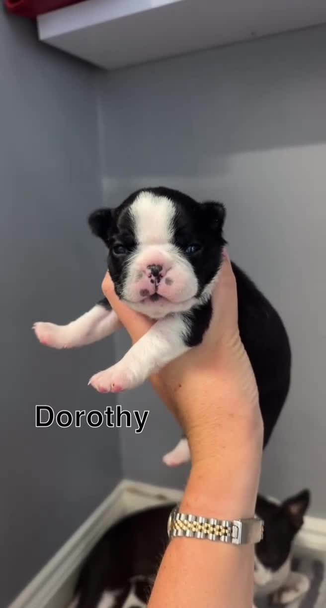 Boston Terrier dogs for sale: WILDAX Boston Terrier pups (2 girls left!) - Video 1