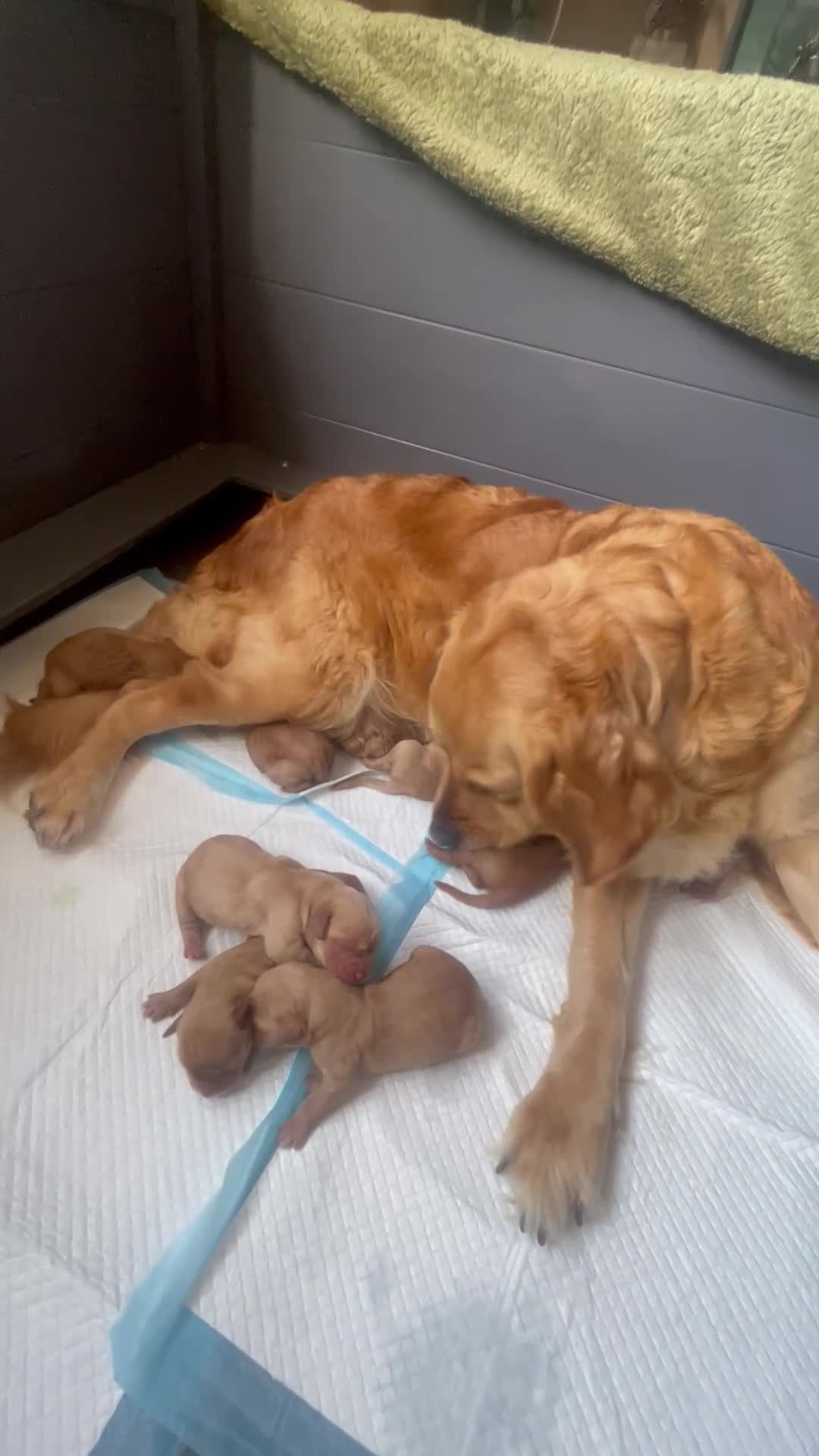 Goldador dogs for sale: Goldador puppies have arrived!  - Video 2