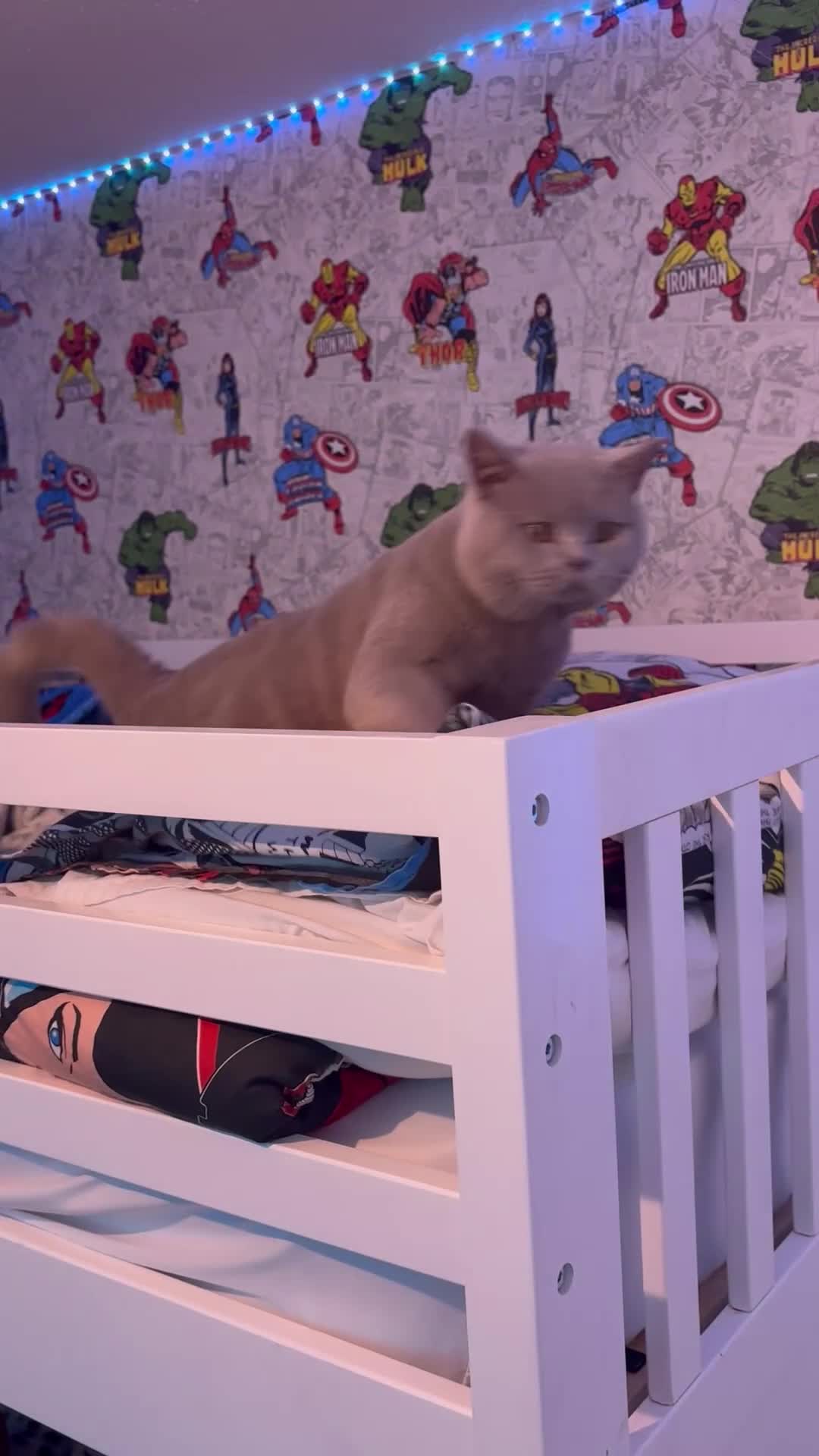 British Shorthair cats for stud: HEALTH TESTED. PROVEN. PEDIGREE  - Video 1