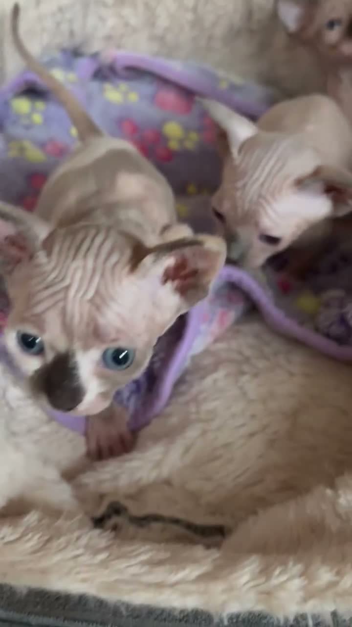 Sphynx cats for sale:  Sphynx Kittens with sky blue eyes  - Video 4