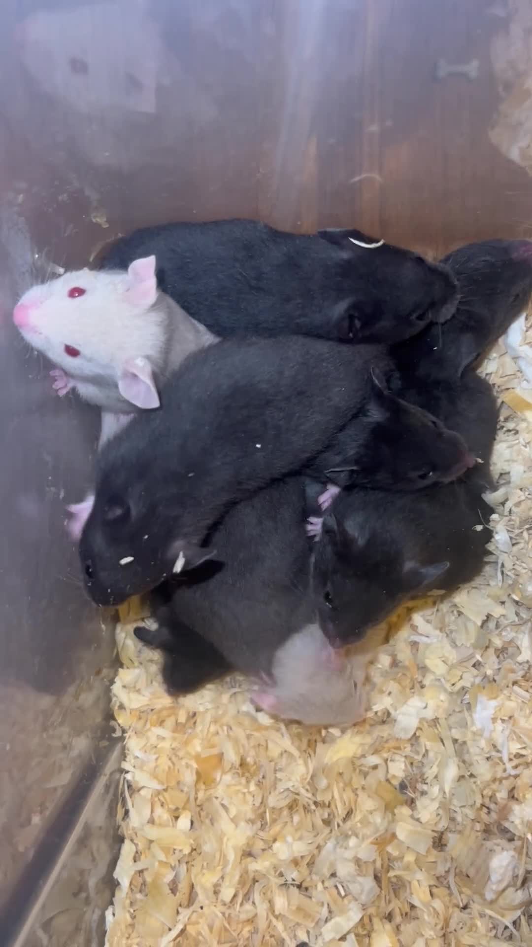 Hamster rodents for sale: Baby syrian hamsters - Video 3